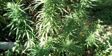 La policía detuvo a un hombre que llevaba droga en una mochila