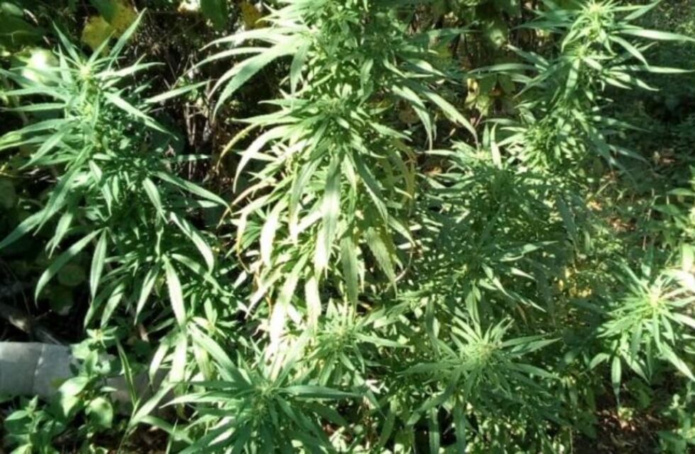 Rompió la cuarentena, huyó del control y lo atraparon con una plantación de marihuana