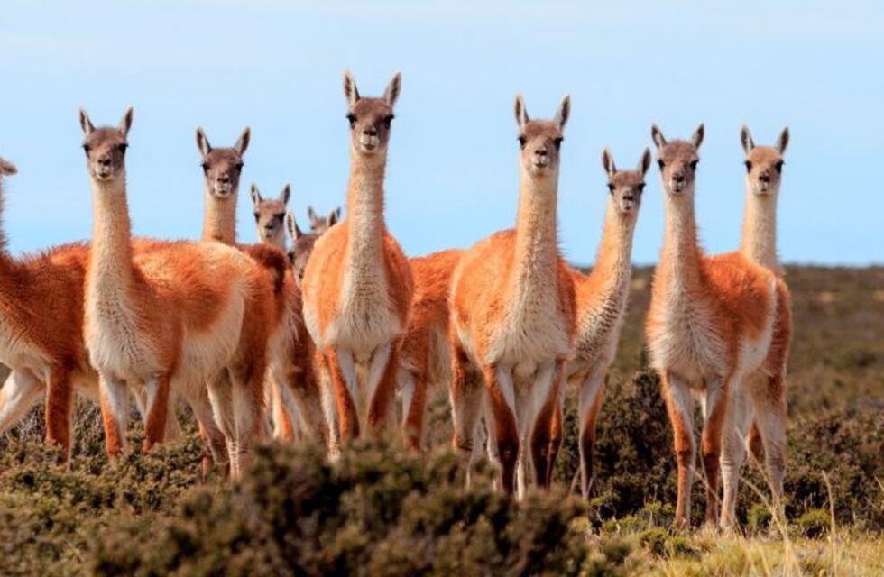 Incentivan a comunidades a hacer uso sustentable de la vicuña
