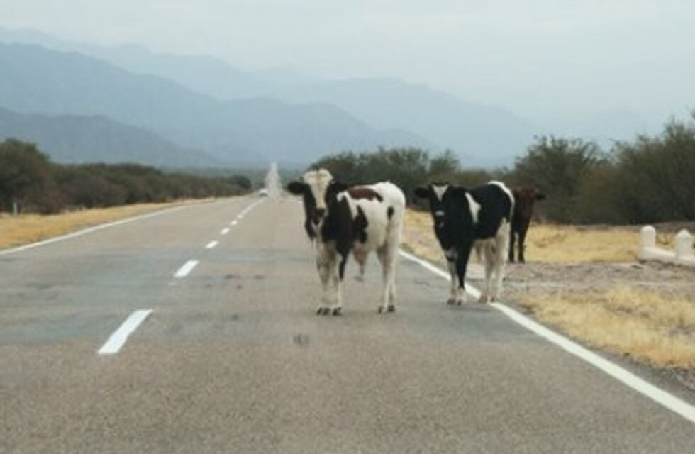 Cobrarán importantes multas por los animales sueltos en la ruta