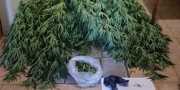 Las plantas de marihuana eran de dos metros de altura cada una