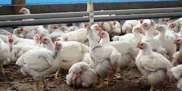 pollos