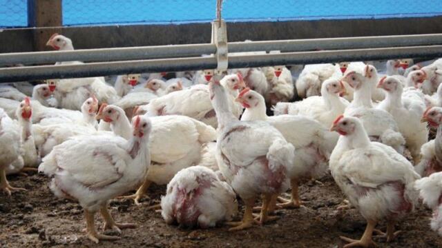 pollos