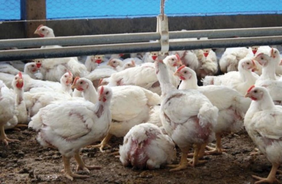 ¿Cómo contribuye la carne de pollo en la dieta humana?
