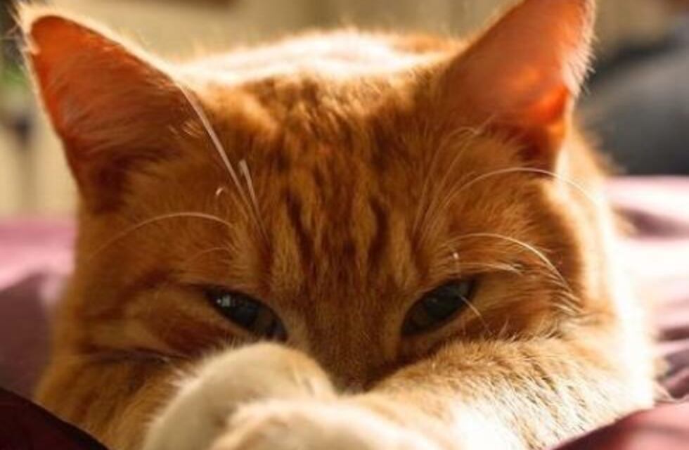 Quiso grabar un video tierno con su gato, pasó algo inesperado y se viralizó