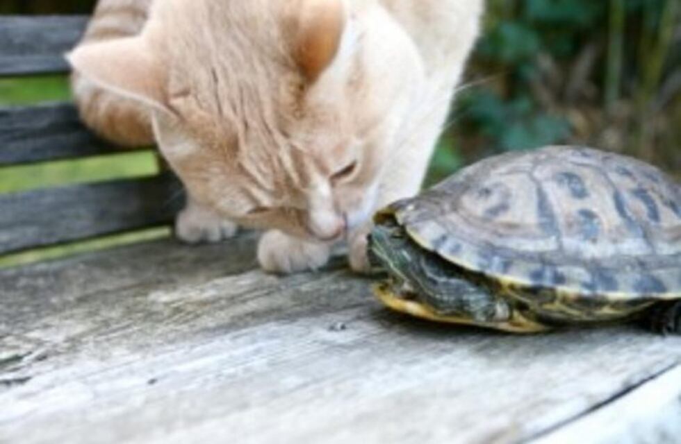 Un gato ayudó a una tortuga a llegar hasta el agua y se volvió viral
