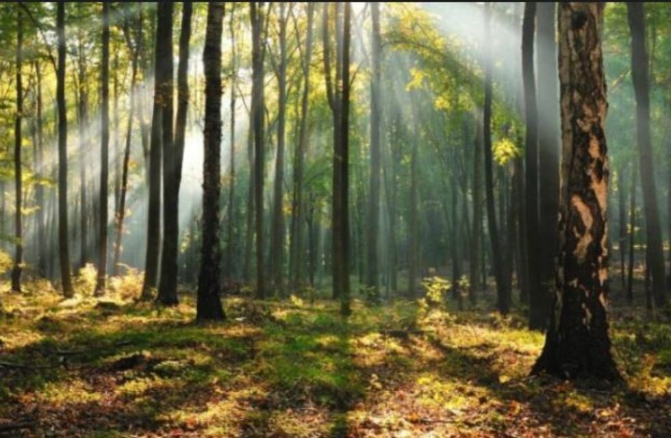 Reglamentan la ley de bosques nativos en la provincia