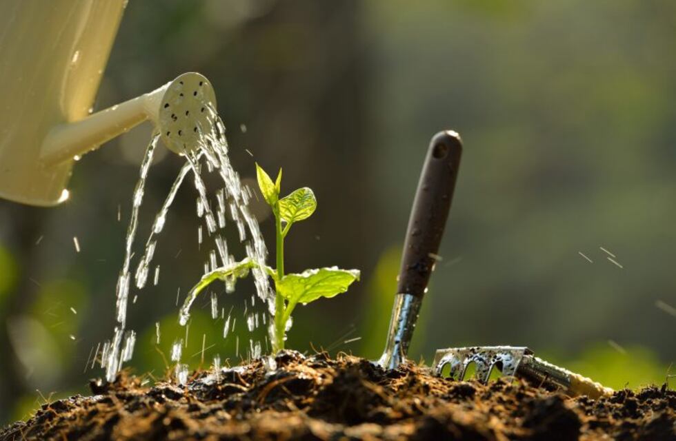 Consejos para que nuestras plantas crezcan sanas y radiantes