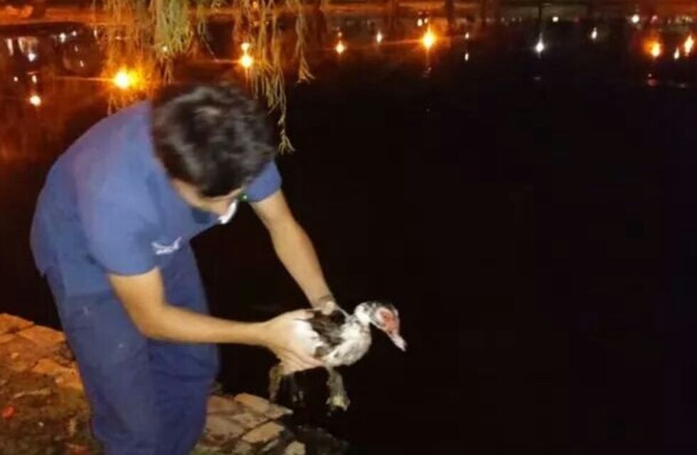 Indignación en Alta Gracia por un caso de maltrato animal