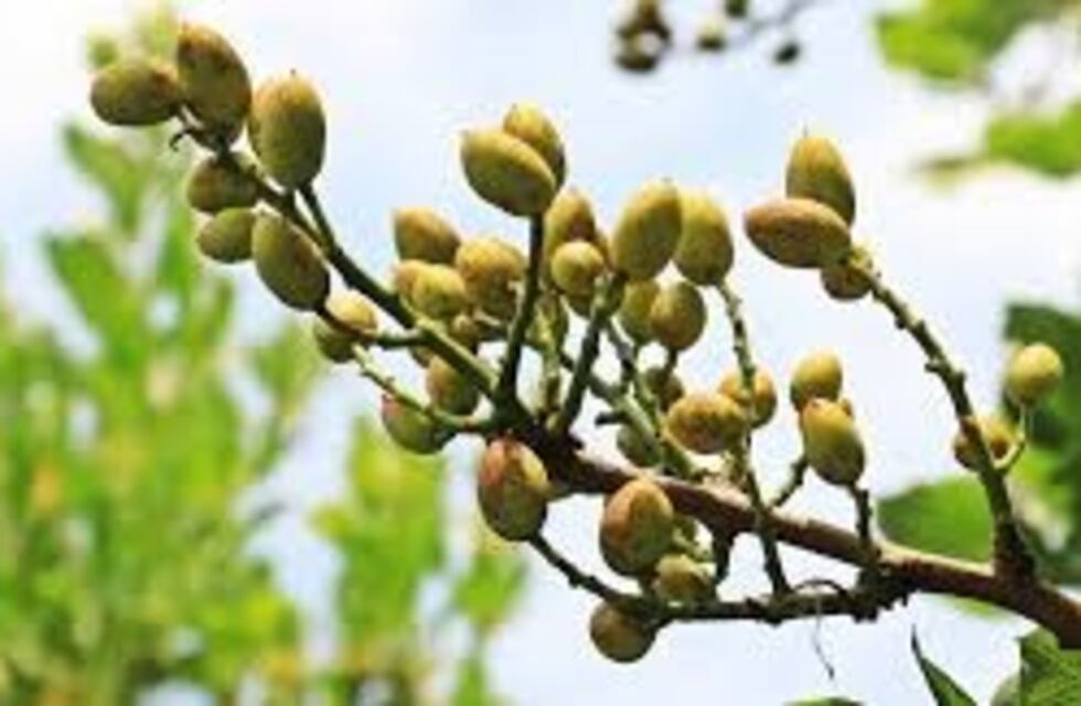 La industria del pistacho en Argentina