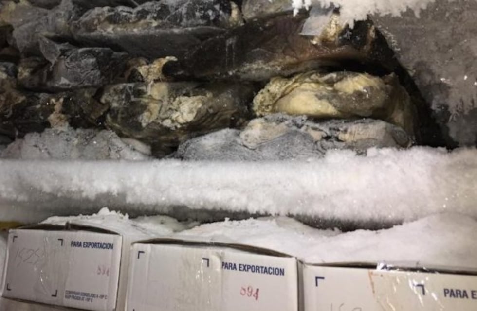 Encontraron carne podrida, ratas e insectos en un frigorífico en Flores