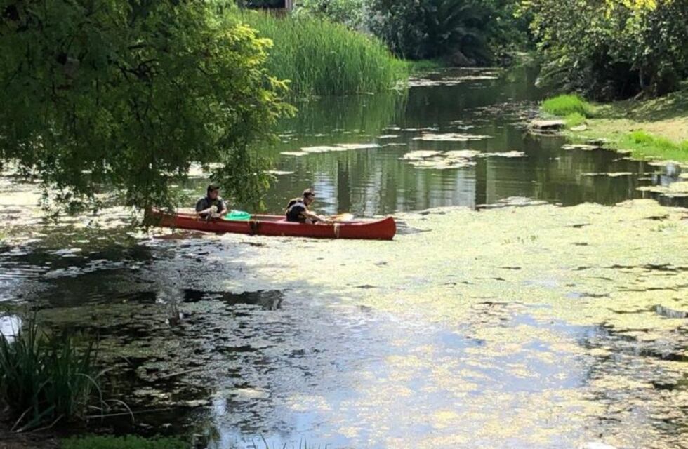 La Municipalidad comenzó a remover las algas del lago del Parque Sarmiento