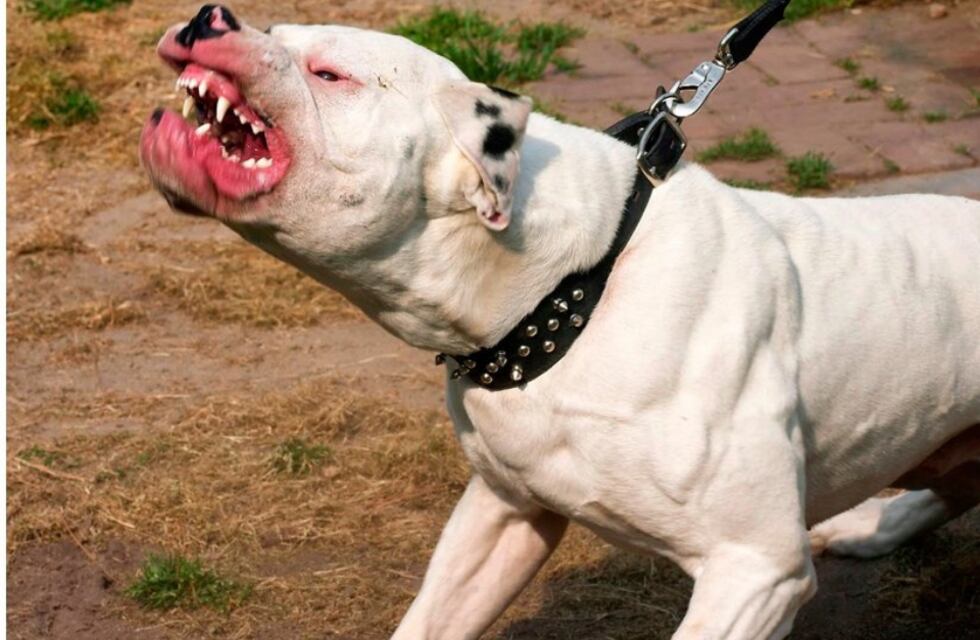 Tras el ataque de tres perros a una embarazada, personal de Zoonosis se acercó al lugar de los hechos