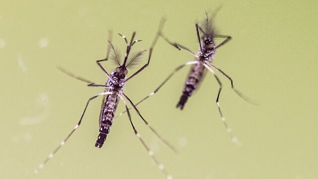 Los casos de dengue crecen en Córdoba y el resto de Argentina.