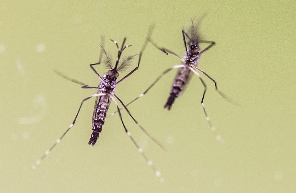Dengue en Córdoba: un reconocido infectólogo apuntó contra la falta de acción gubernamental y social