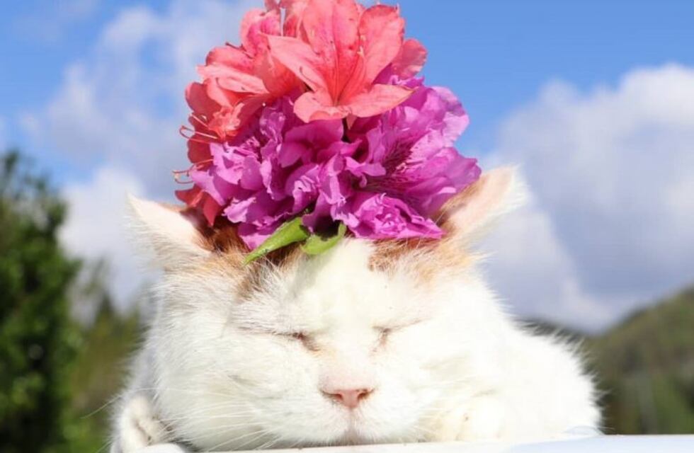 Las tiernas fotos de Shiro, el gatito "más tranquilo y relajado" del mundo