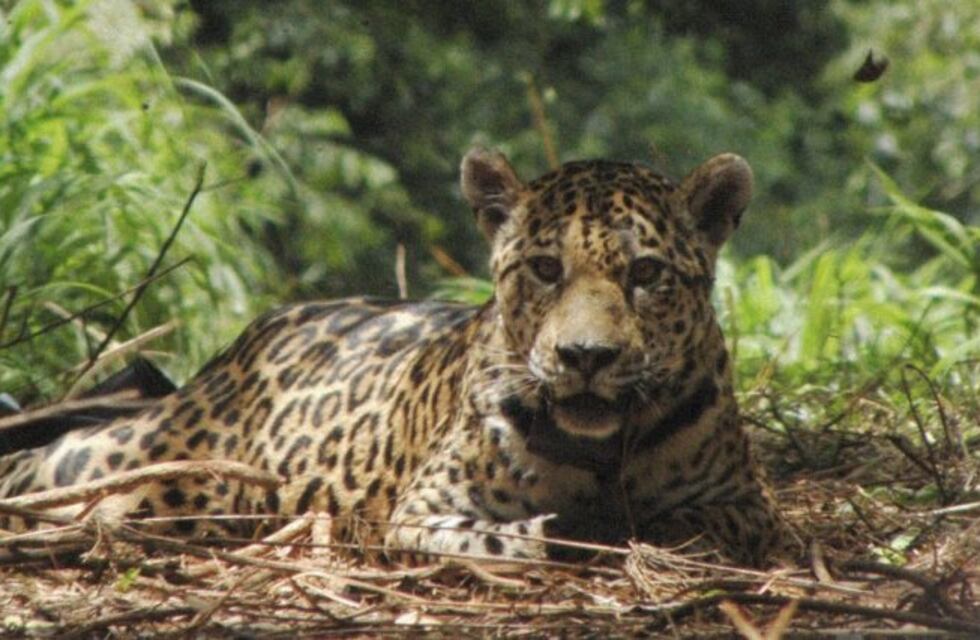 Desde Proyecto Yaguareté buscan ayudar a la conservación de biodiversidad