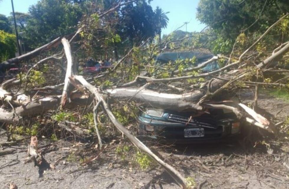 Cayó un árbol en el Parque 9 de Julio y aplastó varios autos
