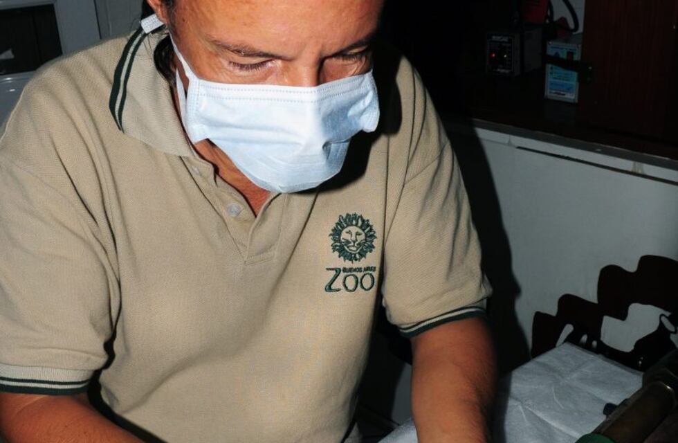 Tres pichones de cóndor serán trasladados a Río Negro para liberarlos en los próximos meses