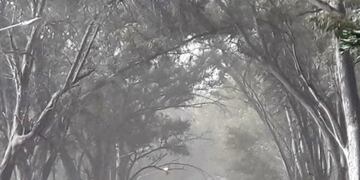 Se espera una jornada ventosa con ráfagas de intensidad fuerte entodo el sur mendocino.