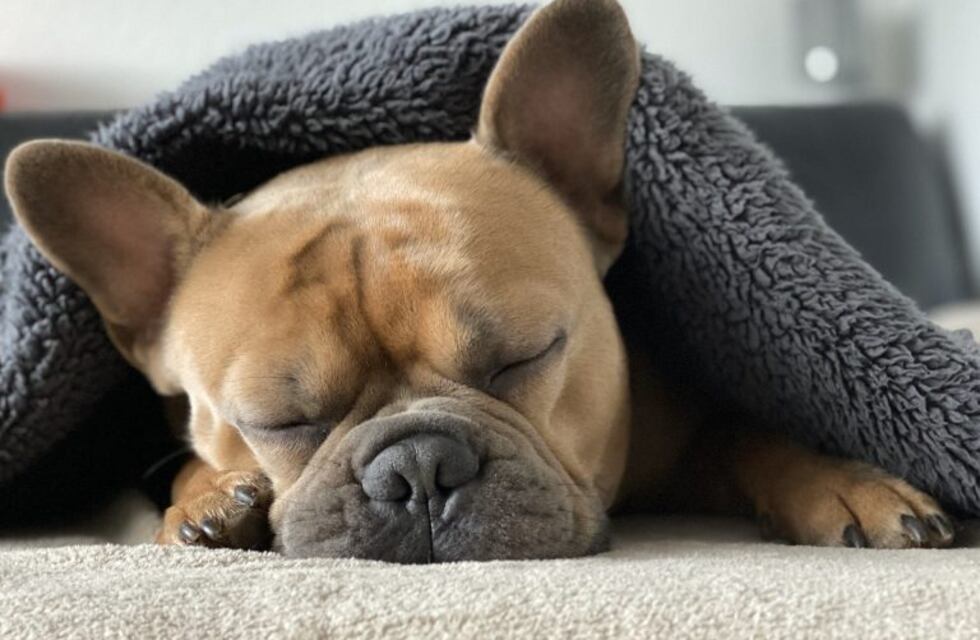 Curiosidades científicas para conocer más a nuestros perros