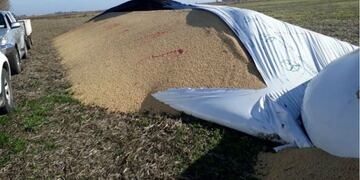 El daño a silobolsas \