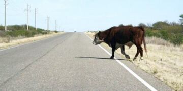 El incidente con la vaca se produjo en la ruta 40 en Malargüe. Imagen ilustrativa.