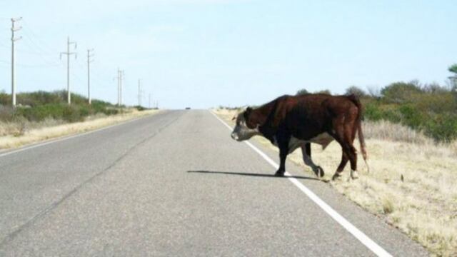 El incidente con la vaca se produjo en la ruta 40 en Malargüe. Imagen ilustrativa.