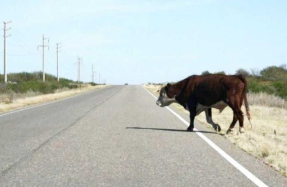 Animales sueltos en la ruta provocaron un accidente