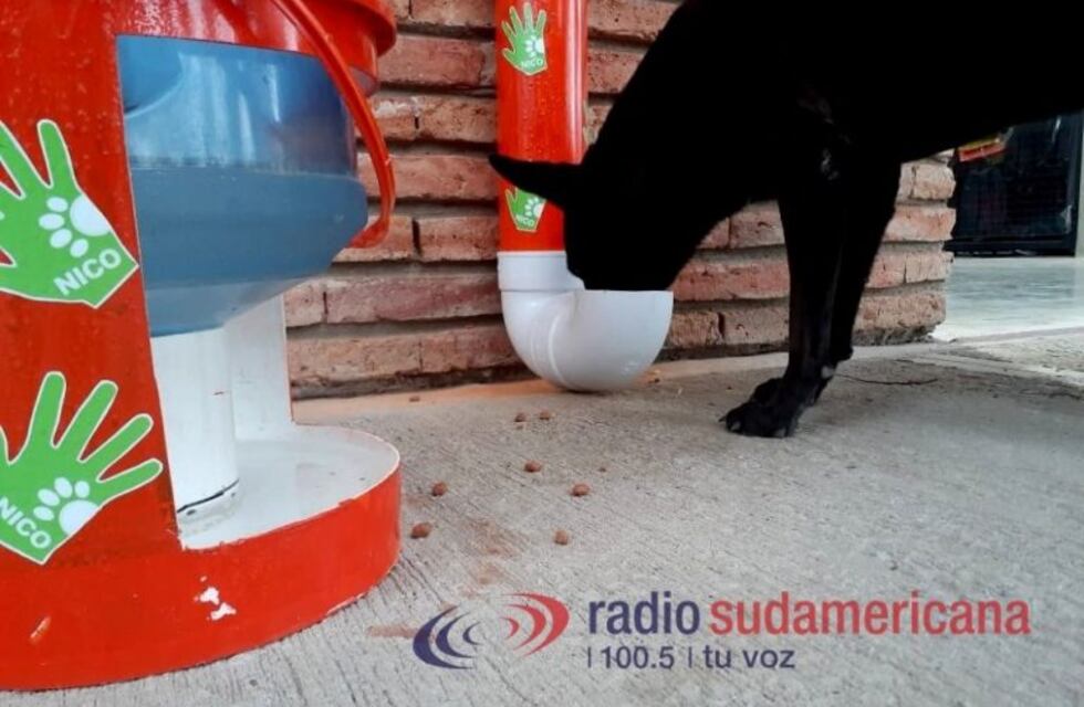 Instaló un comedor y bebedero para perros de la calle