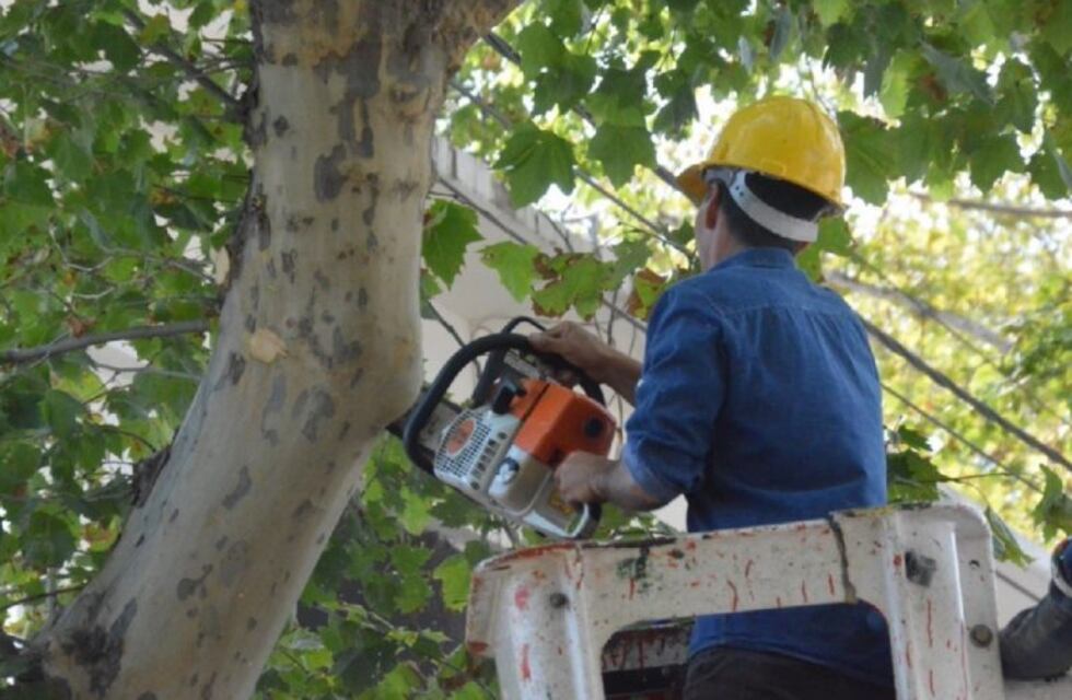 La poda domiciliaria se hará desde el 15 de Junio y con autorización
