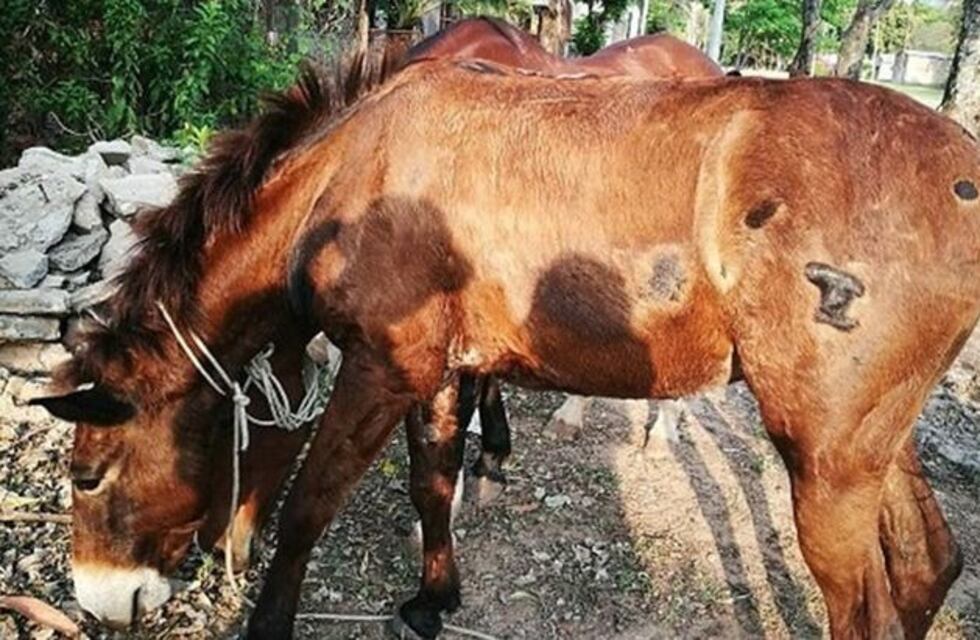 Siete personas detenidas por robo y crueldad animal