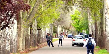 Concurso: más de $300.000 por el árbol más antiguo de San Rafael.