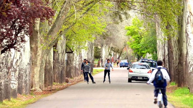 Concurso: más de $300.000 por el árbol más antiguo de San Rafael.