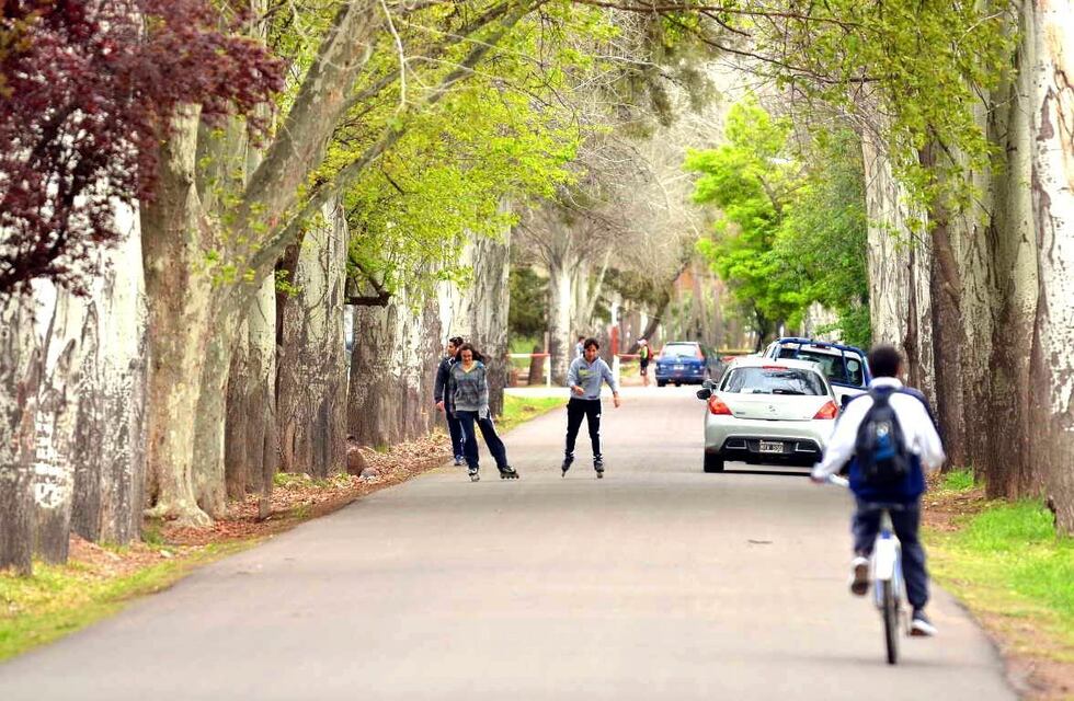 Ofrecen más de $300.000 por el árbol más antiguo de San Rafael