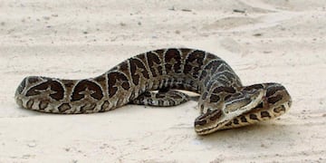 La serpiente se encontraba en las sábanas de la pequeña\u002E