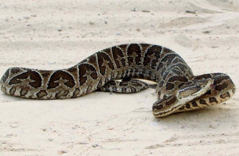 Un joven permanece en estado delicado tras ser mordido por una víbora