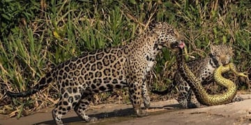 La foto de dos ratones peleando en el subte fue elegida como la mejor del año