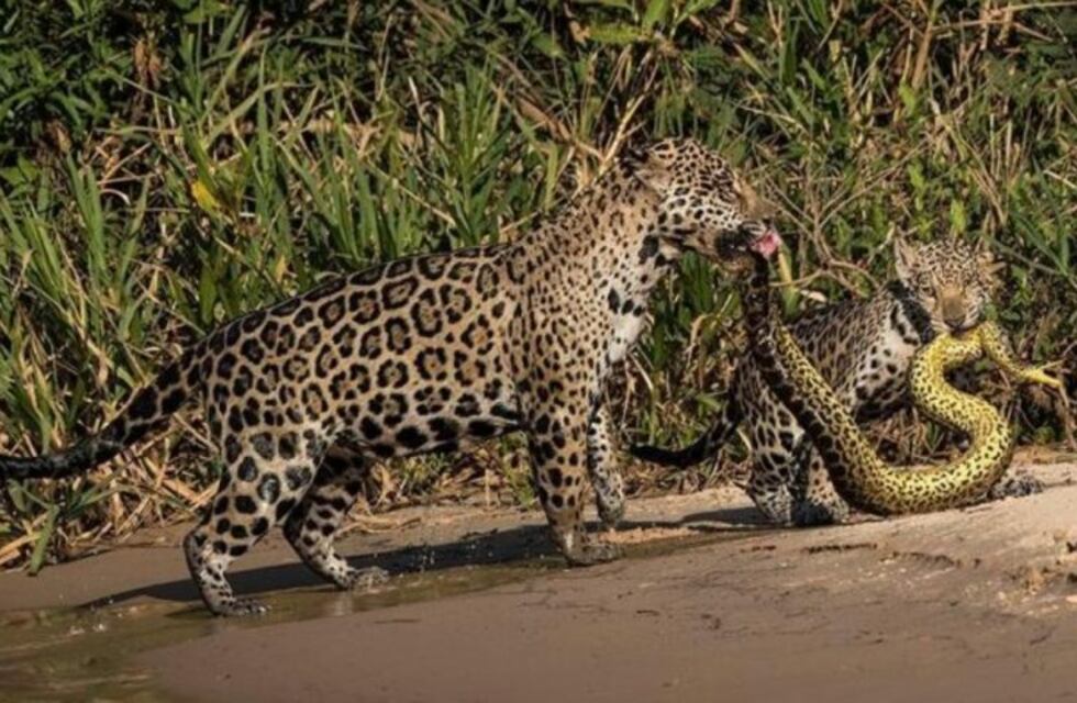 La foto de dos ratones peleando en el subte fue elegida como la mejor del año