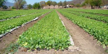 Plantación de tabaco en Jujuy