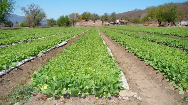 Plantación de tabaco en Jujuy