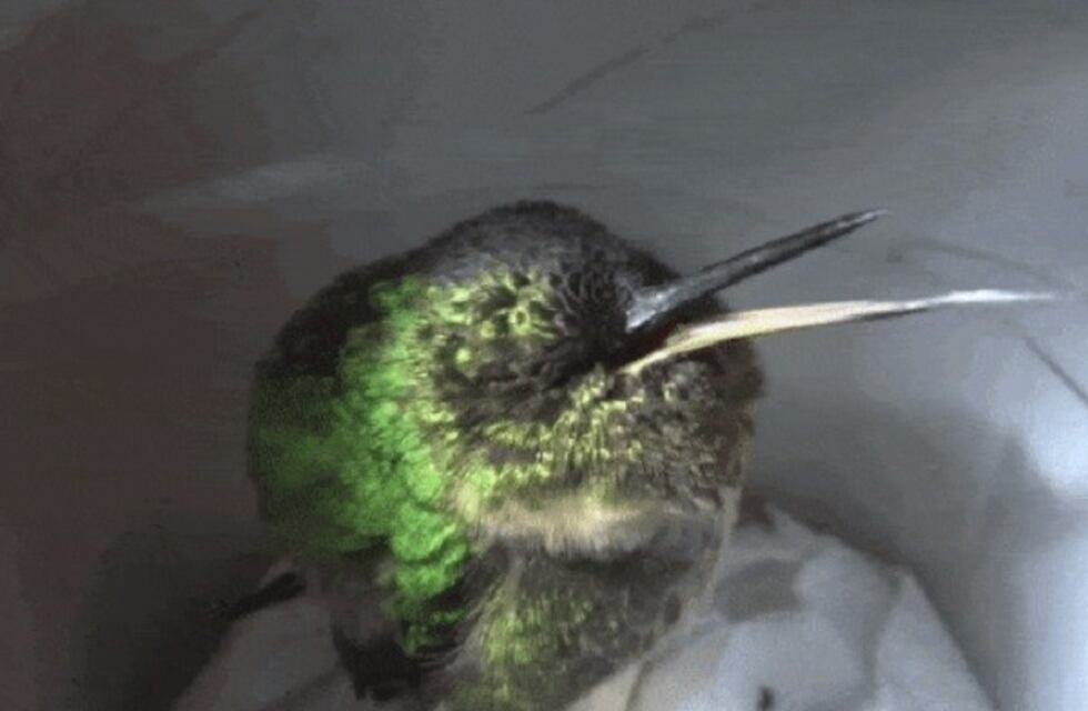 ¿Los colibríes roncan? La respuesta es sí, y el sonido es perturbador