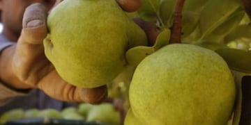 Progresan en bioinsecticidas para combatir la plaga principal de peras y manzanas