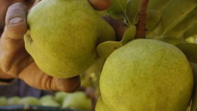 Progresan en bioinsecticidas para combatir la plaga principal de peras y manzanas