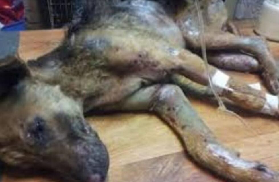 Juicio al hombre que quemó y mató un perro