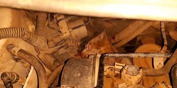 Bomberos de Arroyito extrajeron un gato del motor de un vehiculo