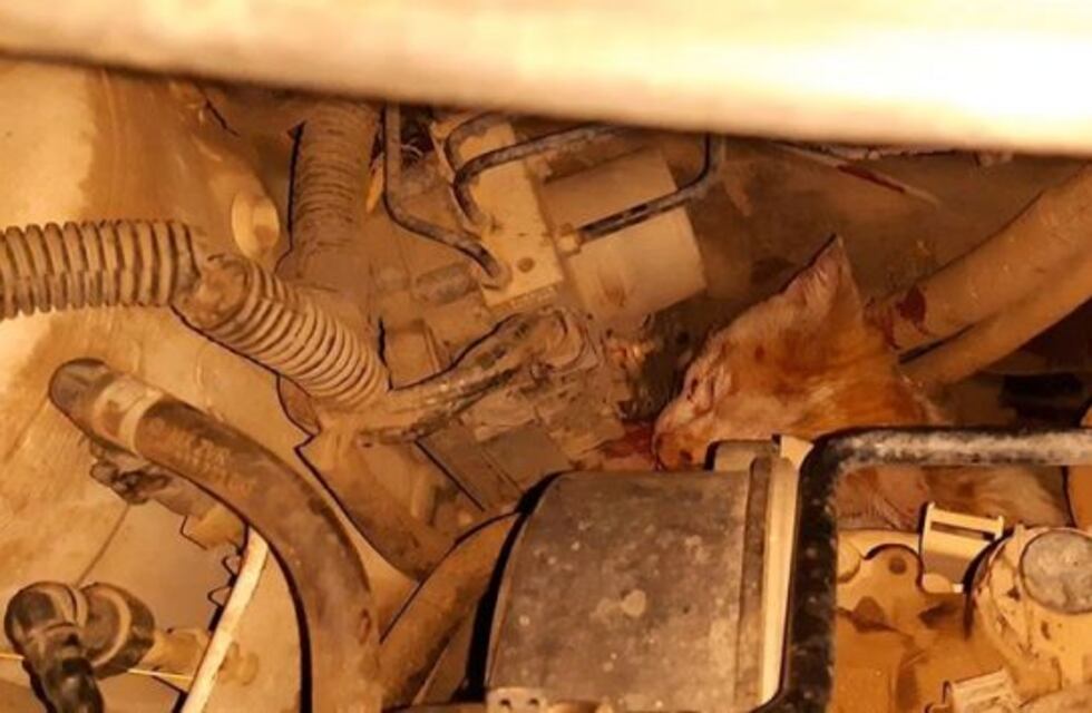 Bomberos Voluntarios de Arroyito rescataron a un felino atrapado en el motor de un vehículo