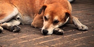 Un perro fue agredido por su dueño en Capitán Bermúdez\u002E (Archivo)