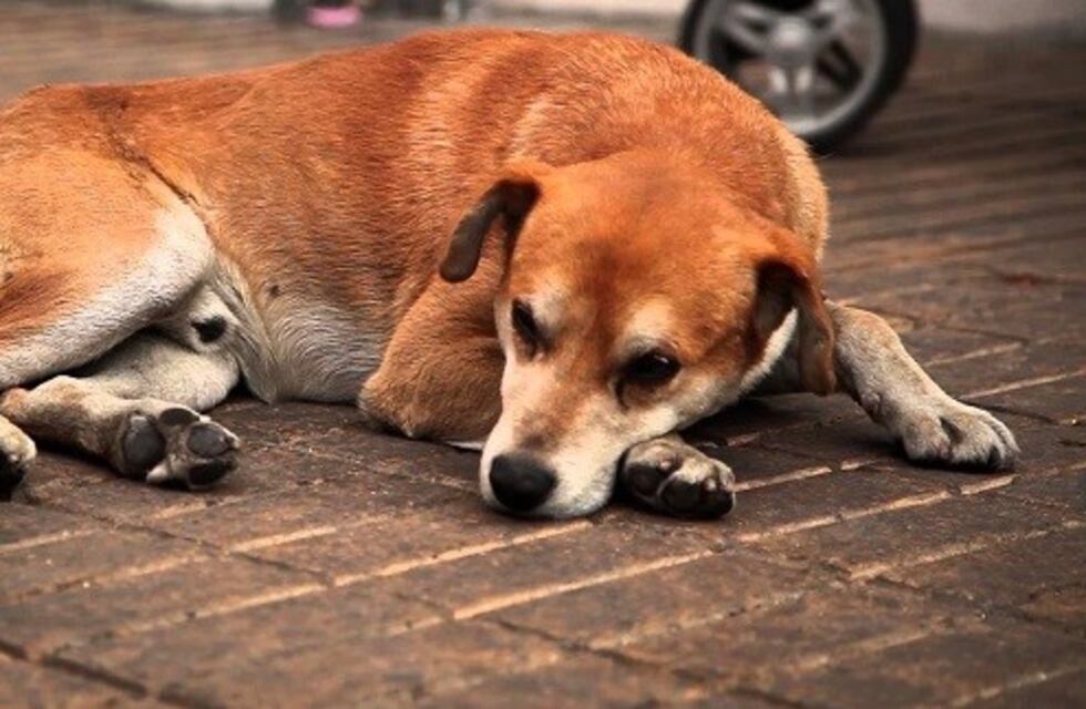 Horror en barrio San José: encontraron varios perros  muertos