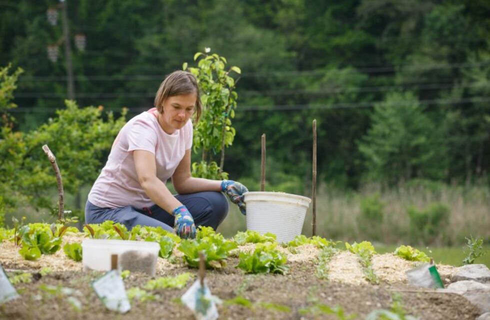 Compost equilibrado: ¿Qué hacer con las ramas más finas de la poda?